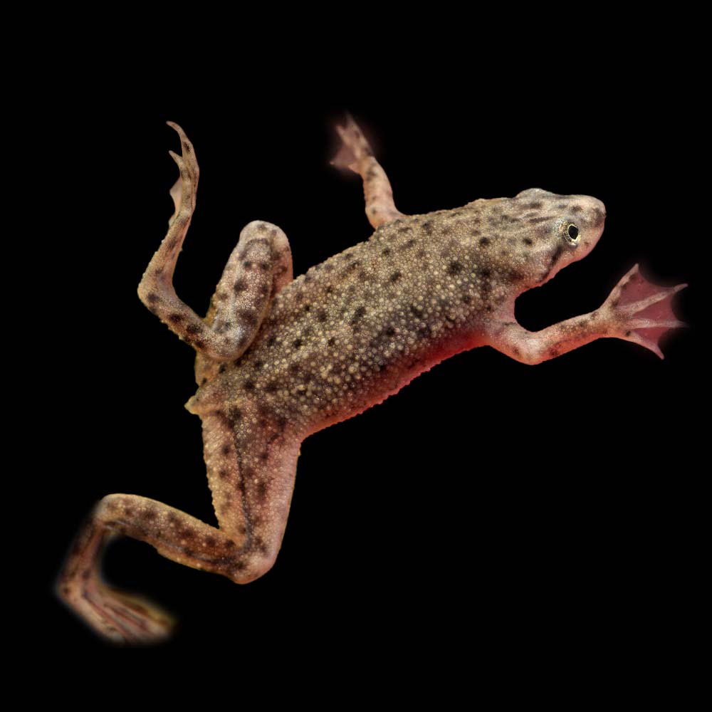 African store dart frog